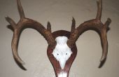 Whitetail schedel Mount