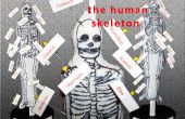 Model van het menselijk skelet