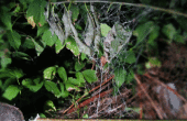 Maak griezelig nep spin webs - snel en gemakkelijk! 