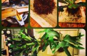 Plant taxidermie - montage van een Staghorn Fern