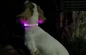 Leder Light-Emitting (LED) hond kraag