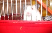 Huisgemaakte hamster behandelen (: