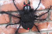 Zwarte harige enge spin