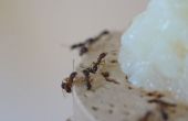 Kunstmatige voeding voor mieren