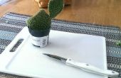 Hoe doorgeven van cactussen!!! 