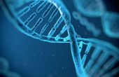Menselijke DNA samenvoegen met behulp van dynamische programmering algoritmen