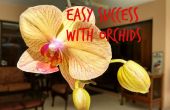 Gemakkelijk succes met orchideeën