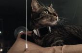 Bijhouden van het gebruik van Bluetooth Indoor positionering van de kat