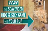 Scavenger "Verbergen & zoeken" spel voor honden