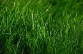 Go Green door groeiende Green: How to Extract energie van gras