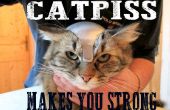 CATPISS - uw katten voorbereiden op de Apocalyps