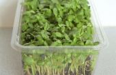 Groeiende zonnebloem Micro Groenen in een Plastic doos salade