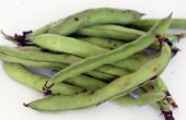 Tuinbonen | Fava Beans
