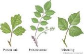 Hoe te genezen van poison ivy, eik en sumak
