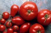 Hoe maak je een eenvoudig, heerlijk, tomaat schotel. 