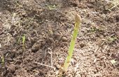 Hoe om te groeien asperges