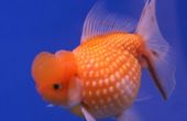 Hoe kan uw goldfish gedijen @ home