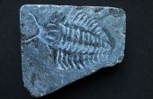 0,00001 jaar oude fossiele