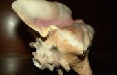 Conch Shell hoorn