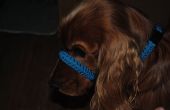 Paracord Dog Collar, Haltiatunturi kraag