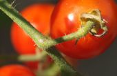 Bestuiven tomaten