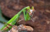 Hoe te voeden uw Praying Mantis