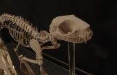 3D-print kat skelet