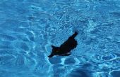 Hoe te leren een kat om te zwemmen. 