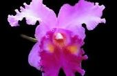 Opnieuw Pot een orchidee, dus u nooit Over Water weer (recyclen/hergebruik)