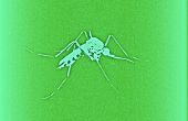 How to get rid van muggen als een PRO! 