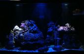 Aquarium Moonlight