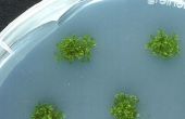 Simple algen Home CO2 Scrubber - deel II algen culturen en fokken