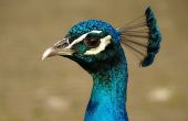 Peacock Crest