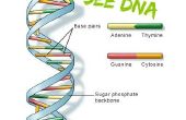 Uitpakken en zie DNA voor goedkope