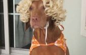 Gemakkelijke hond Halloween kostuum - strand meisje