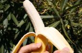 Hoe te eten van een banaan als een aap