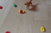 Kleine hond speelgoed voor uw speelgoed honden