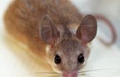 Eenvoudige 'No-Kill' Mouse Trap
