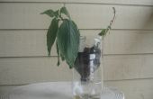 De Pop fles plant Pot---een geïmproviseerde plant pot van een pop 2-liter fles