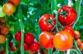 Ongebruikelijke manieren om te gebruik tomaten