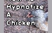Hoe te hypnotiseren een kip