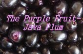 De paarse vrucht-Java pruim