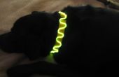 El Wire Dog Collar & leiband! 