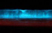 Uw eigen bioluminescente algen groeien