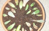 Hoe te snel Root/propageren vetplanten van bladeren