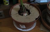 Hoe een kat baffle voor kamerplanten te maken