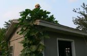 Houdend uw pompoenen helemaal tot aan het dak (boven)
