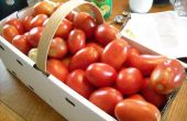 Canning tomaten = zomer al lang jaar! 
