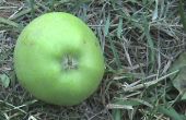 Oogsten van appels biologisch