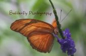 Butterfly fotografie